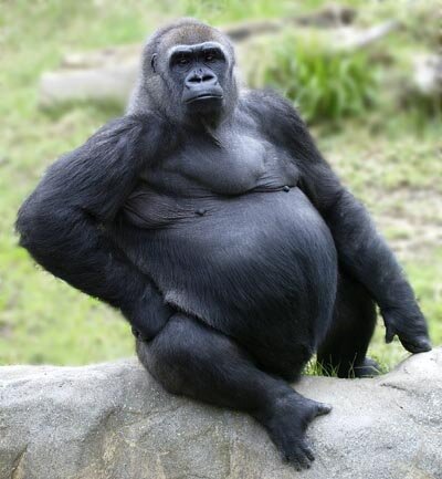 Fat Gorilla